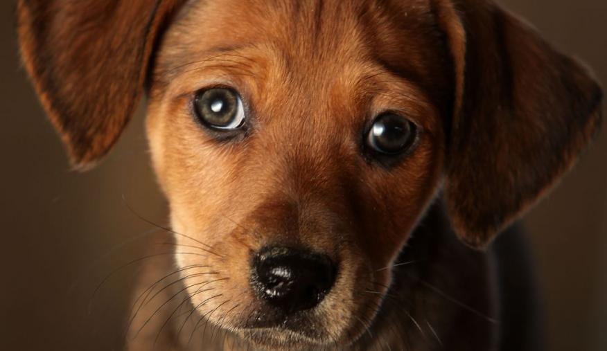 Campanha de Sensibilização para o não abandono de animais de campanhia